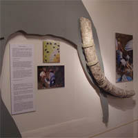 Museum of fossil mammals